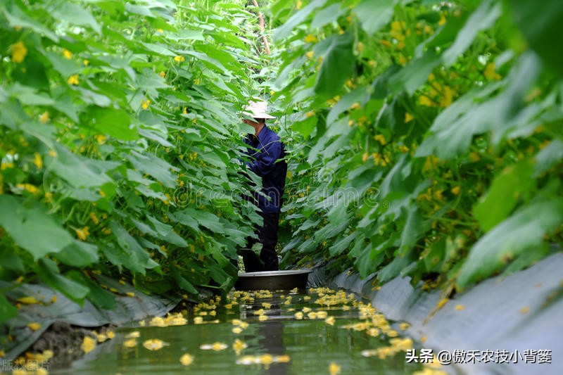 药物处理花穗时，点花与蘸花、防落素与2,4-D哪个好？一看就明白