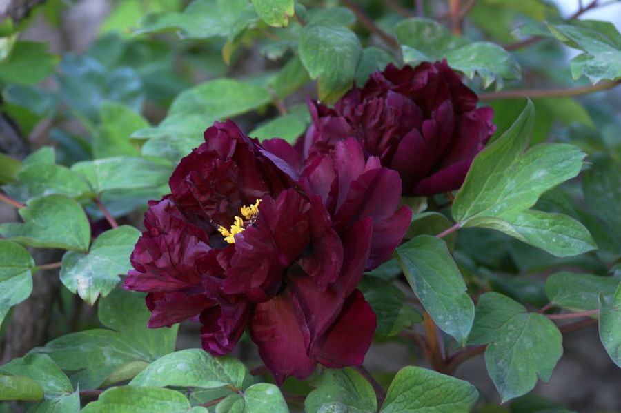 青龙卧墨池牡丹花,青龙卧墨玉牡丹