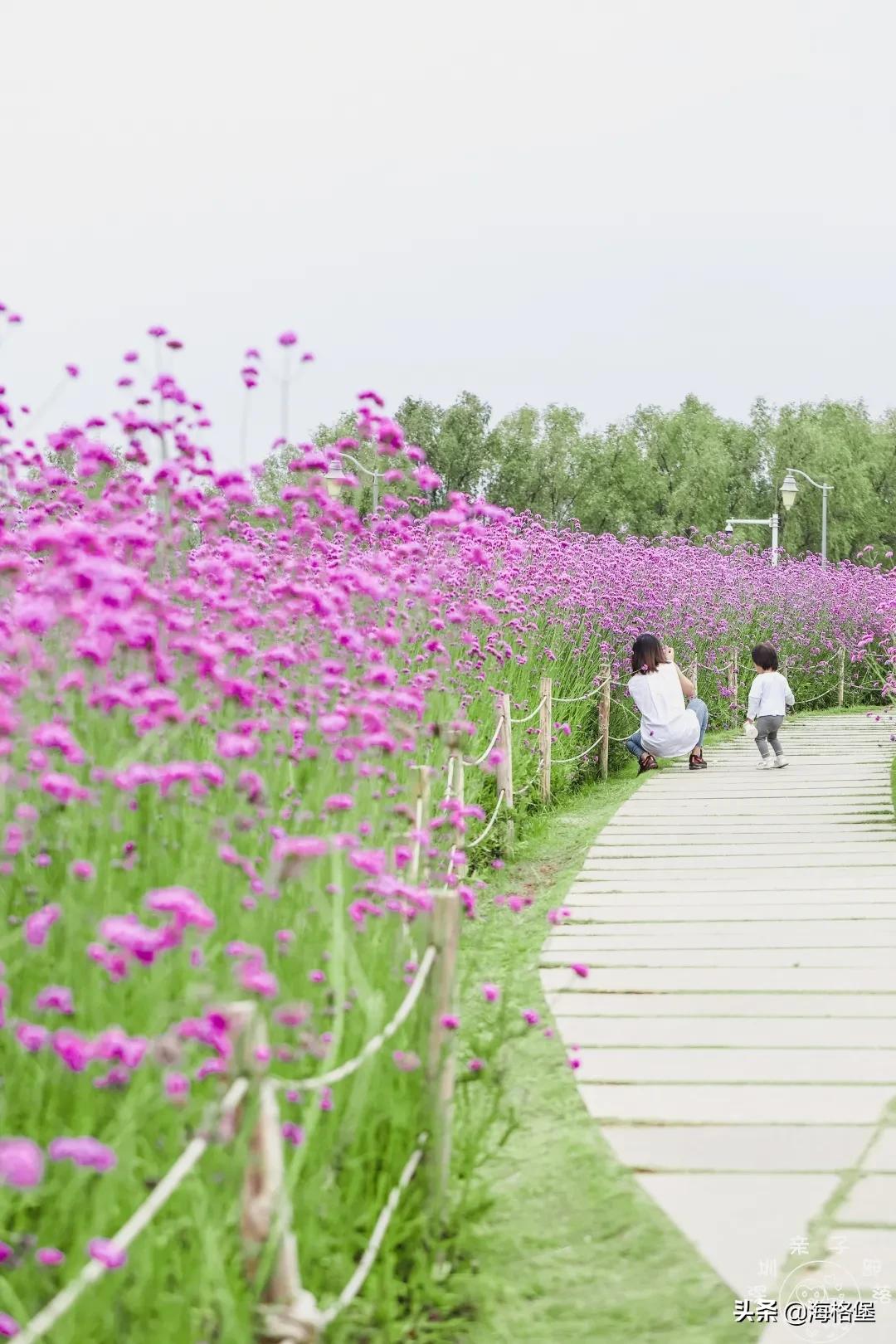 绱壊姊﹀够鑺辨捣鍏洯,娣卞湷鏅綏鏃烘柉2024绱壊鑺辨捣