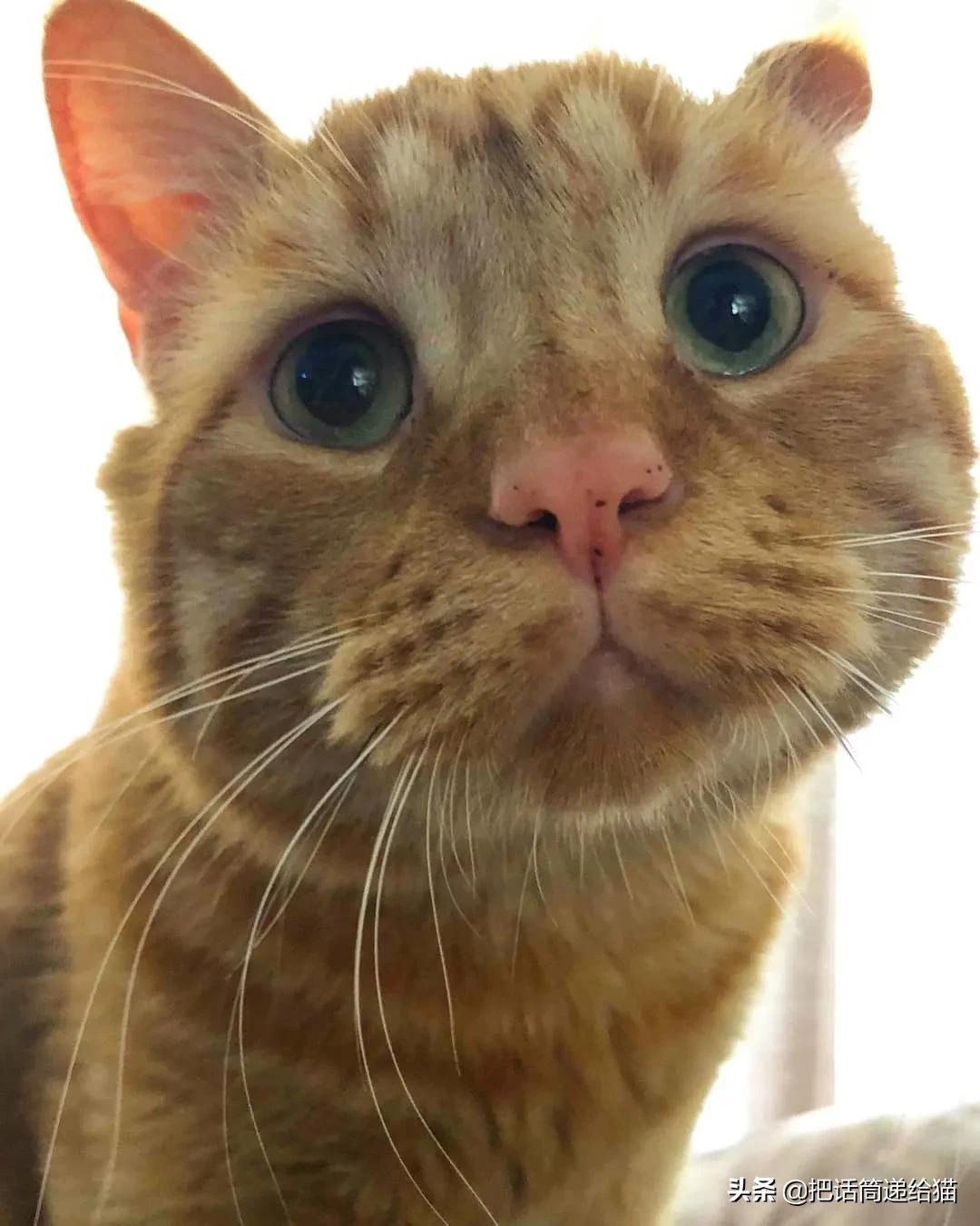 被弃养的猫还要打疫苗吗,弃养了一只猫