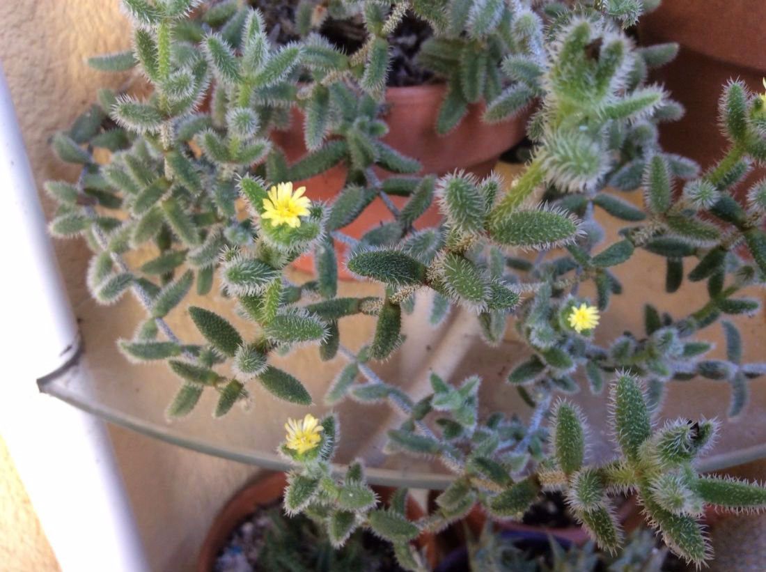 叶子上有尖刺的植物,叶子上带有小刺的草