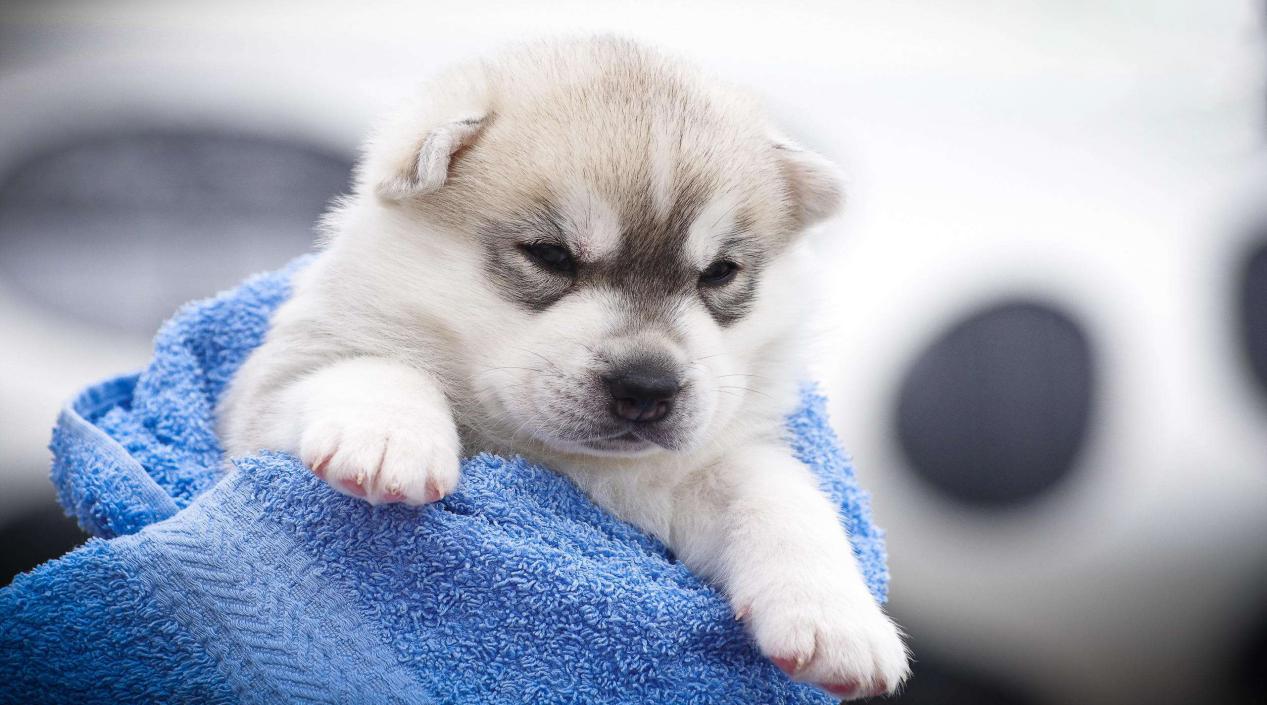 如何判断狗狗是否生病教你几招,狗狗生病的几种症状以及治疗方法