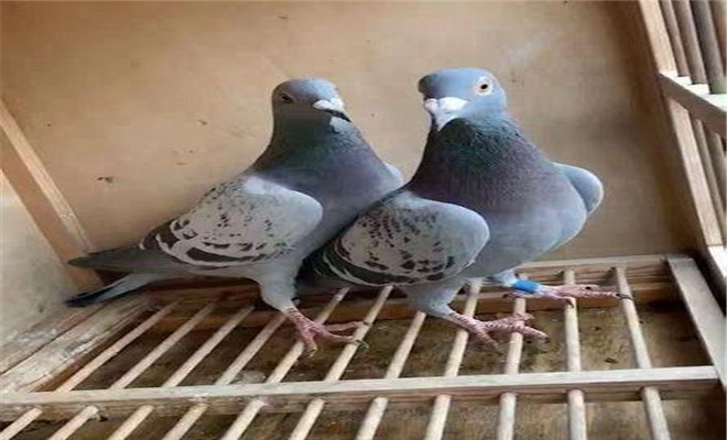 最新肉鸽养殖技术书,有关养殖肉鸽的技术