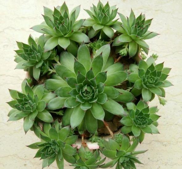 观音莲怎么养才能长一圈,养观音草的方法