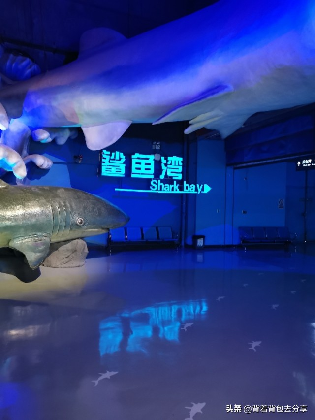 去泉城海洋极地世界需要带什么,济南到齐河海洋世界攻略