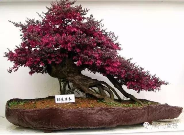 檵木小老桩盆景,檵木盆景图片大全