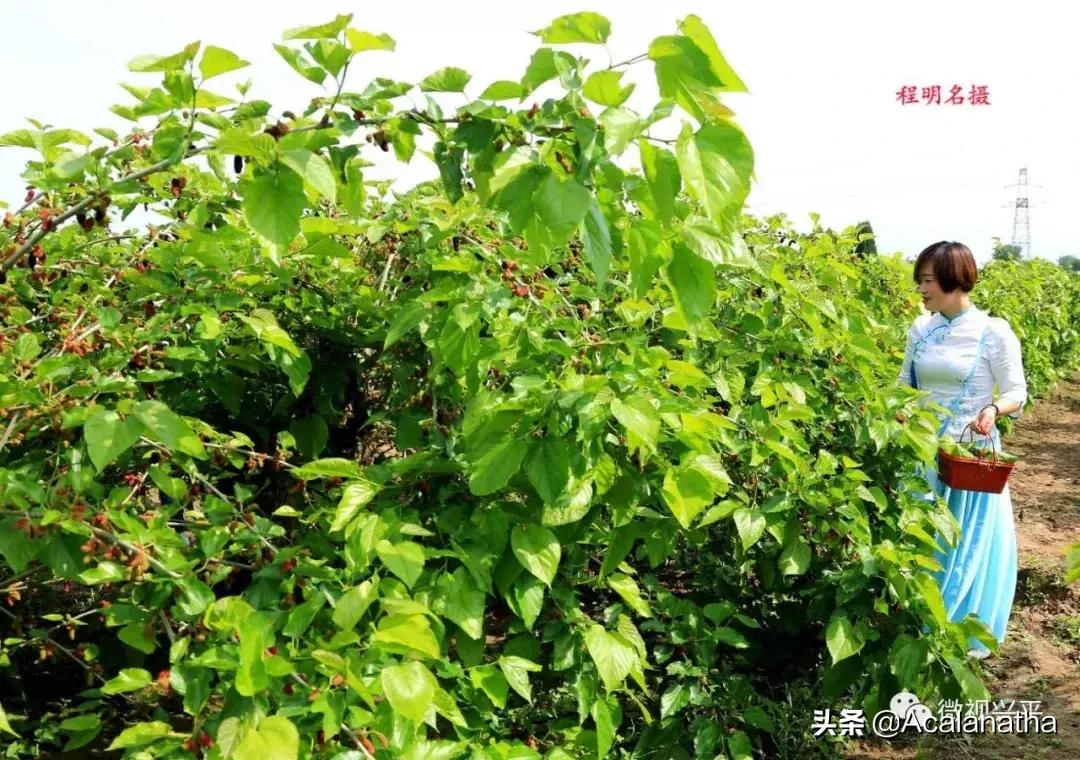 兴平千亩桑葚成熟啦！