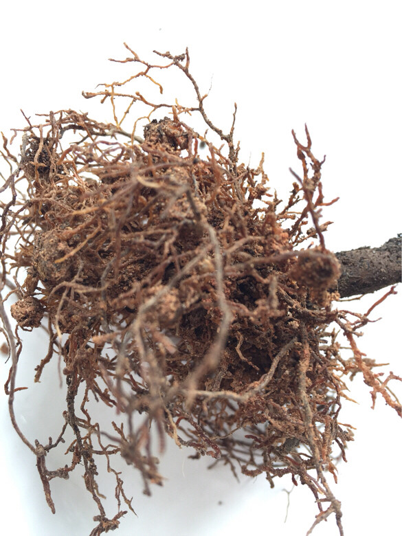 怎么能让茶花起死回生,茶花的黄叶掉叶有什么办法