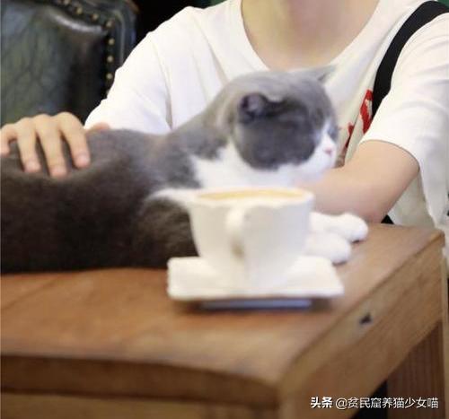 不是《武林秘籍》是《撸猫秘籍》,猫咪被撸时最爱的7个位置