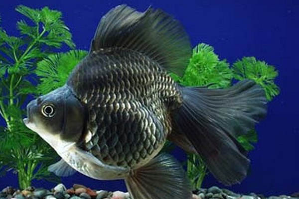 非常好看又好养的金鱼品种,各种金鱼的品种大全图片