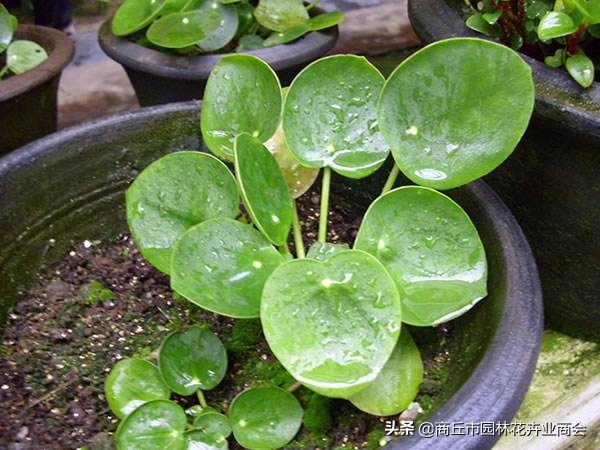 镜面草长虫吗,镜面草长得快吗