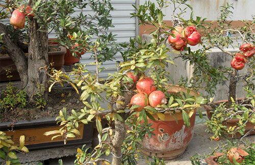 石榴盆景冬天修剪完后怎么养护,石榴盆景秋冬修剪不影响开花