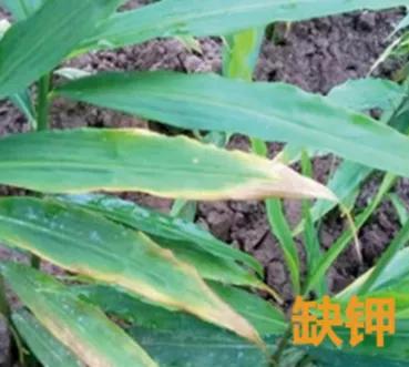 大姜病虫害都用什么药,潍坊大姜病虫害的防治