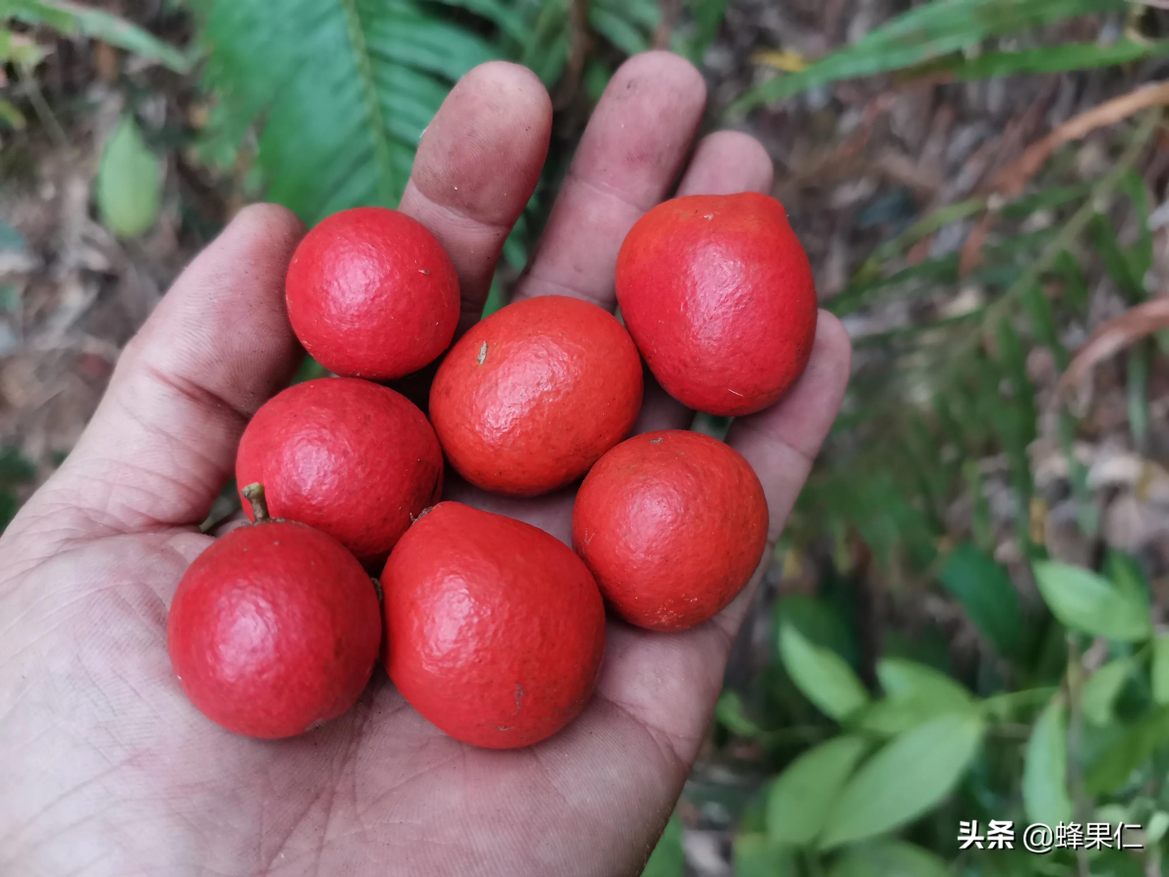 农村的所有野果,农村常见50种野果