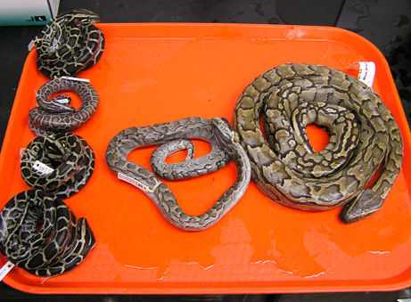 非洲岩蟒是平头哥天敌?平头哥怒啃岩蟒,展示“非洲一哥”的实力