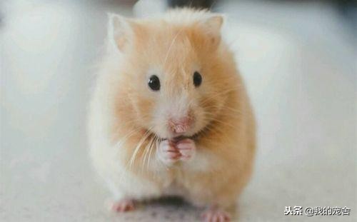 仓鼠从笼子里逃出来如何更快找到,仓鼠逃跑后应该怎样快速找到它