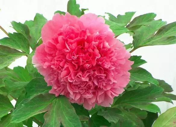 最美牡丹花与诗,牡丹最美诗词