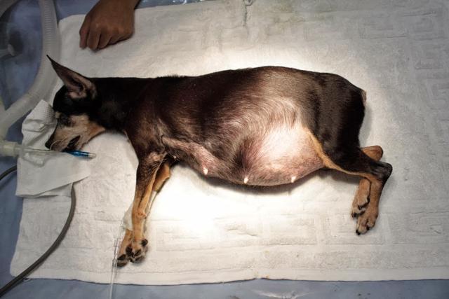 狗狗发情期不可忽视,做好控制,不让狗狗生病