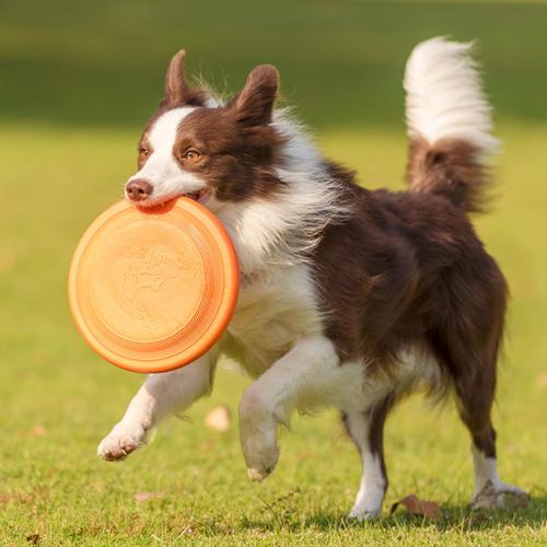 边境牧羊犬厉害吗,边境牧羊犬厉害之处