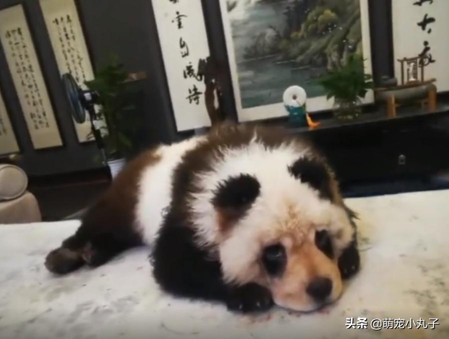 熊猫松狮犬是染色的吗,不染色熊猫松狮犬