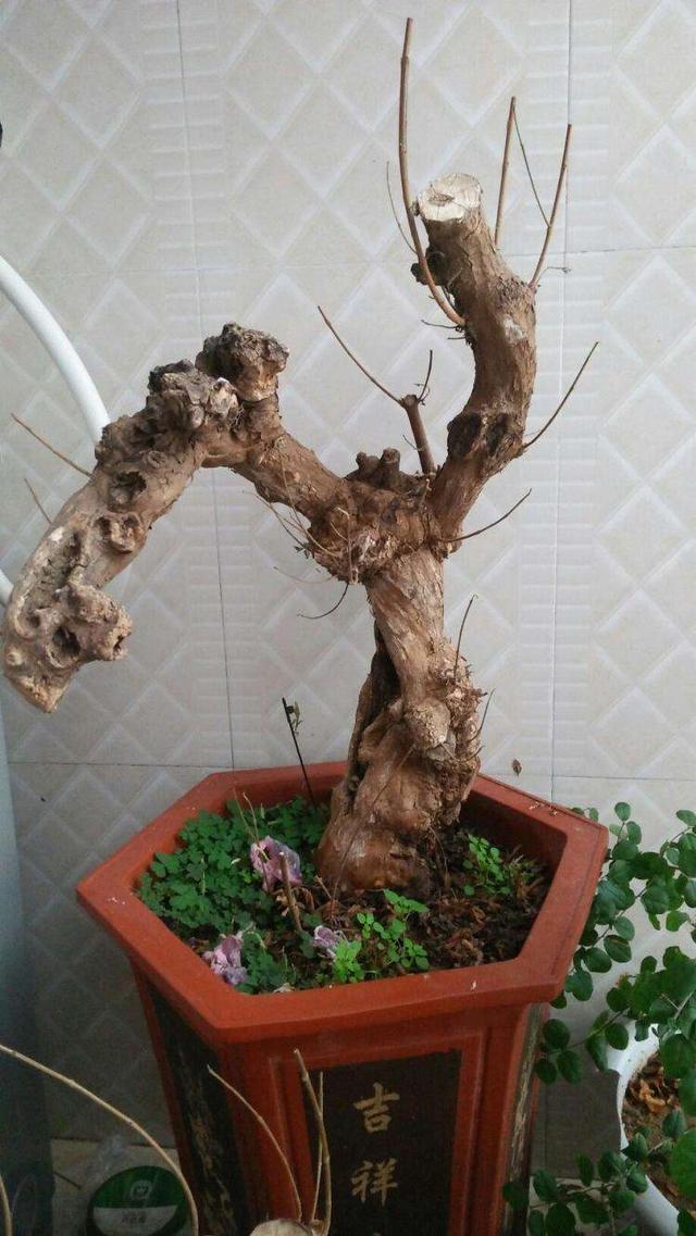 盆景梅花老桩怎么上盆,无花果老桩上盆多久发新芽