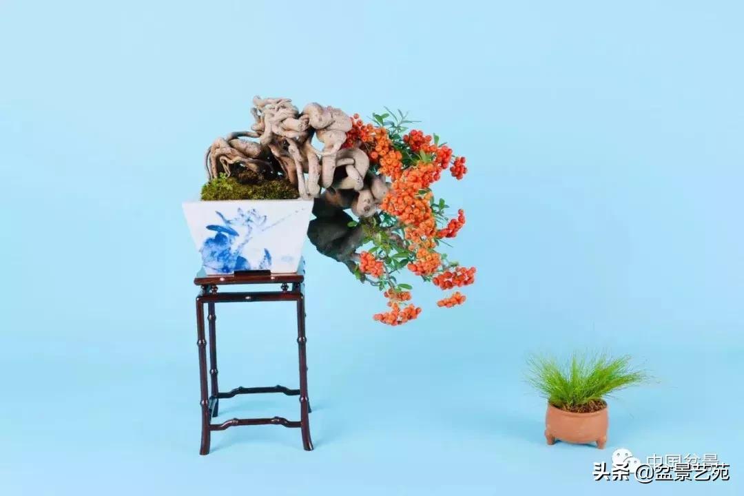 天生好养的36种盆景植物,好养的大盆景植物推荐