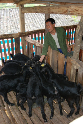 圈养绒山羊绝密配方,圈养山羊的喂养方法