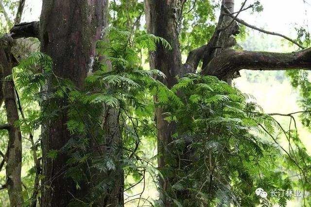 清新优雅空气新鲜是休闲的好地方,龙岩静心的地方