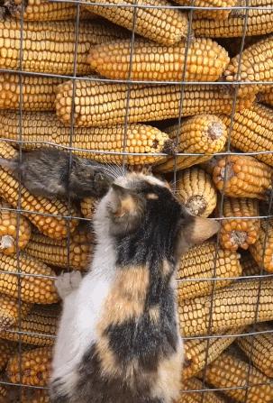 真实版黑猫警长抓老鼠,抓老鼠玩黑猫警长