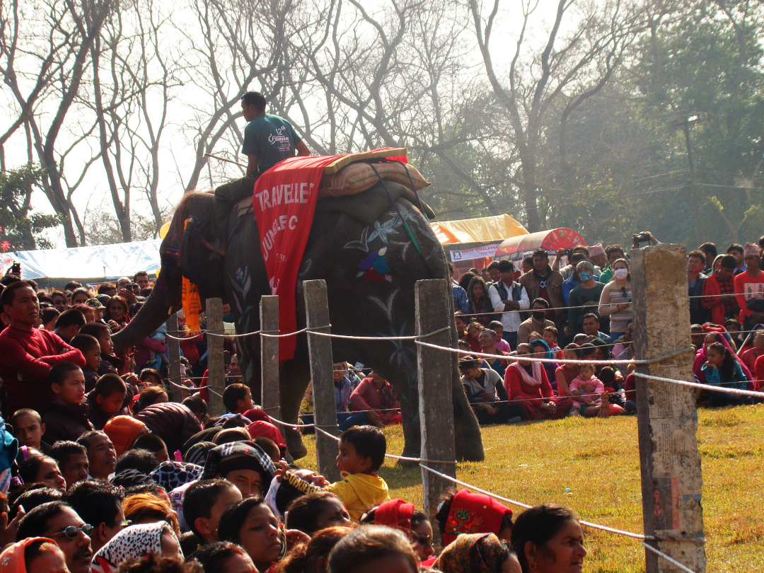 大象足球大赛,大象足球赛
