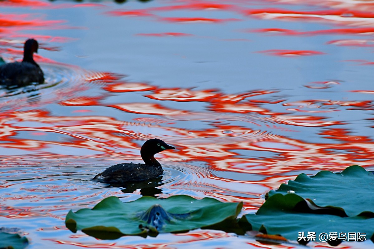 观鸟大年影片,观鸟大年在线观看
