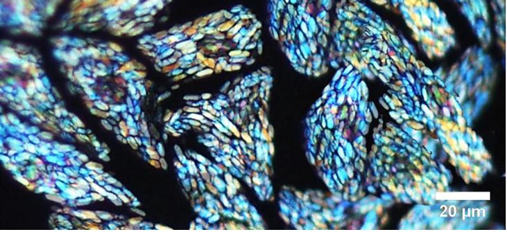 凡学大师｜鲯鳅：美是我最不值一提的优点