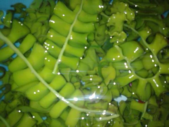 海鲜大全,最全海鲜冷知识