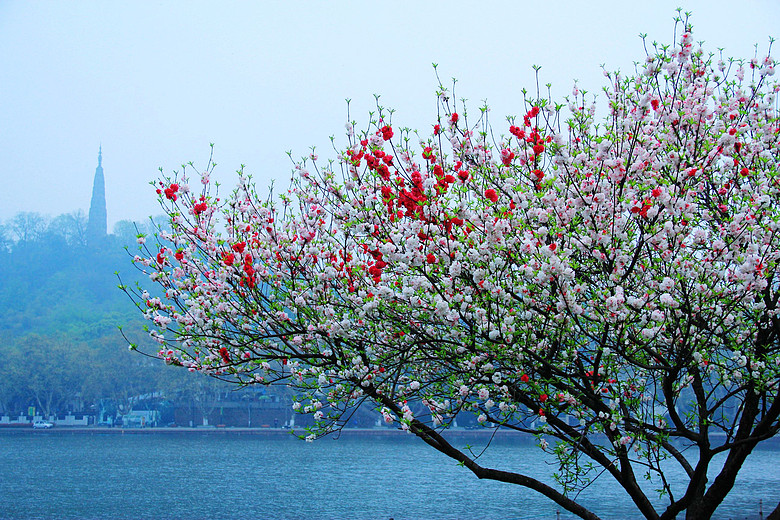 诗词大会第四季董卿唯美开场词,诗词大会第一季董卿唯美开场白