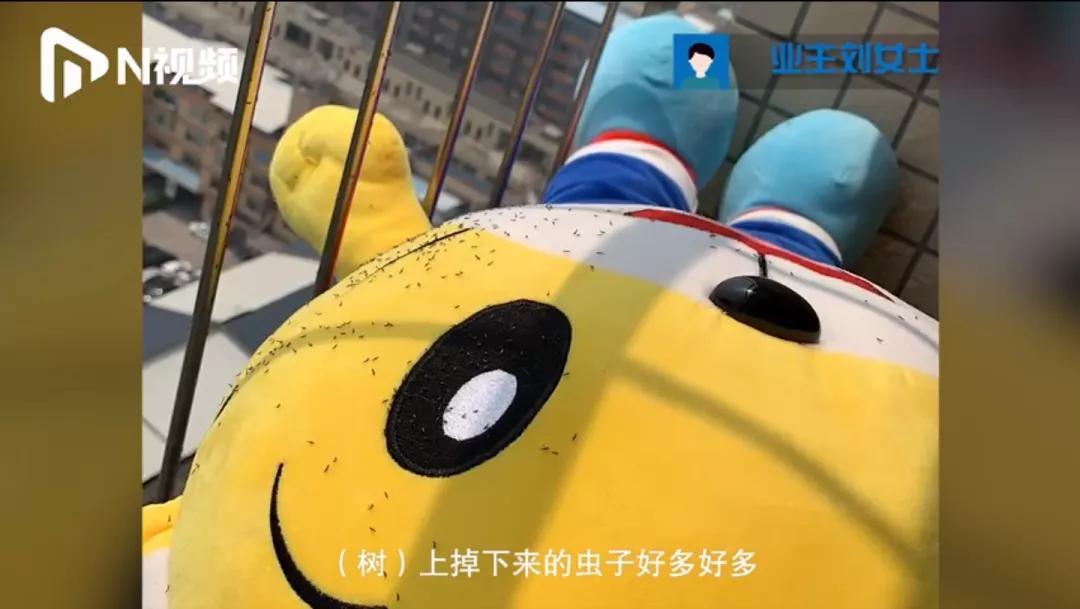 神秘小黑虫,芝麻大小的小黑虫咬人特别痒