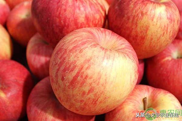 苹果农户收购价多少钱一斤,苹果产地多少钱一斤