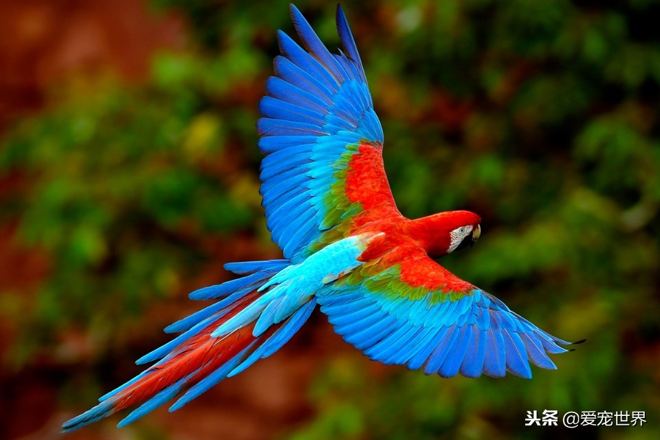 虎皮鹦鹉正确饲养喂什么蔬菜好,哪几种鹦鹉可以合法饲养