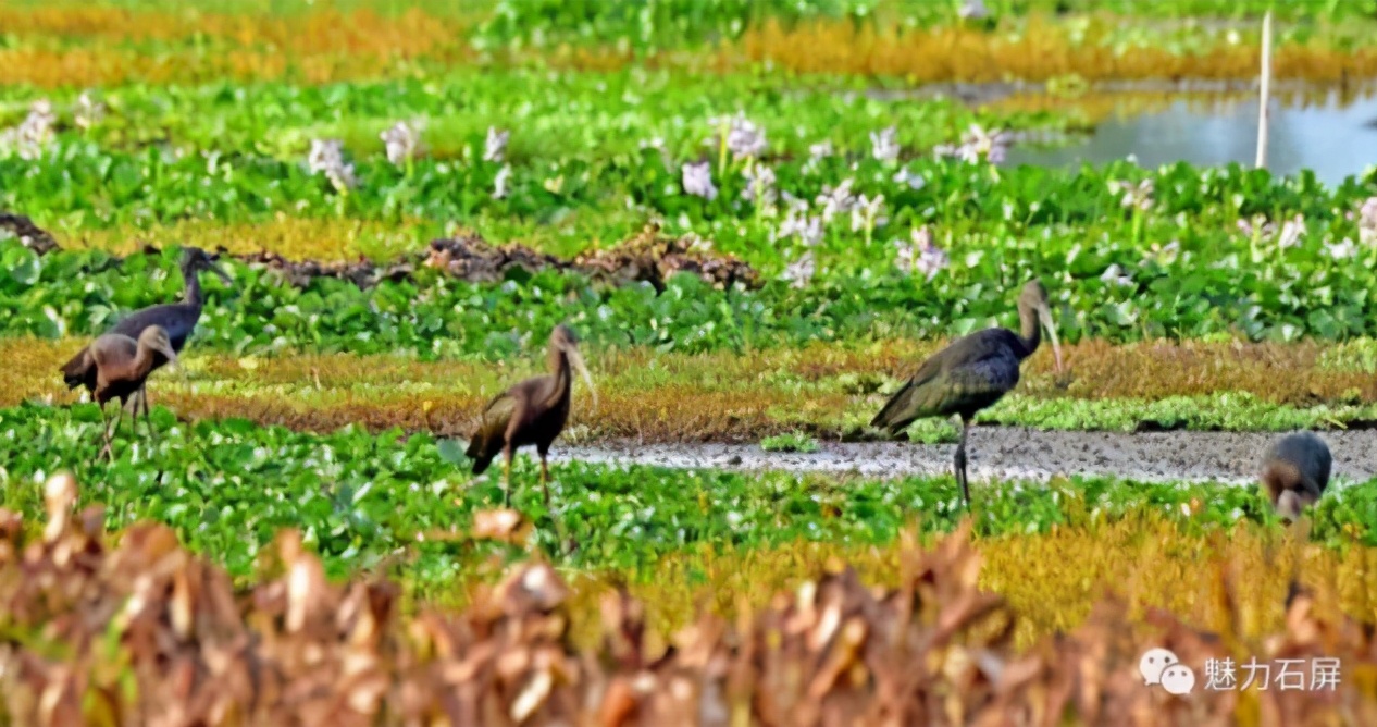 云南18个县城被评为天然氧吧,中国云南天然氧吧城市有哪几个