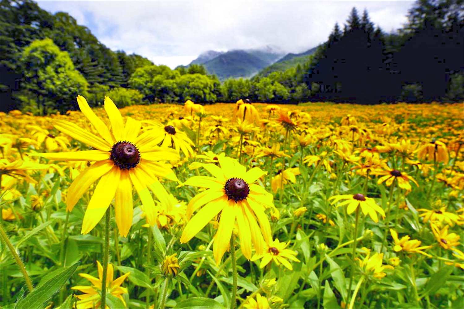 黄金菊属于什么菊花,湖北黄金菊有哪些