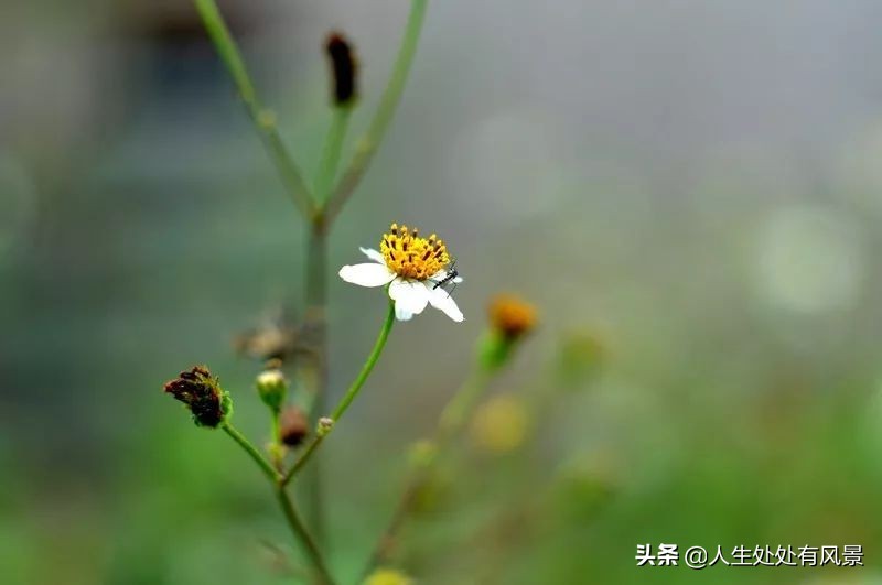 我吃着汉堡，妈妈注视着我（中低年级）「杨柳风学堂习作选登」