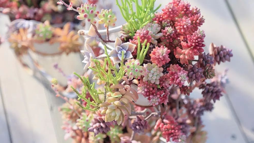 澶氳倝澶х浜屾湪,澶氳倝杈句汉浜屾湪