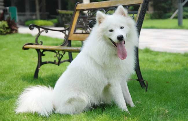 金毛和萨摩耶哪个掉毛严重,萨摩耶掉毛有多厉害