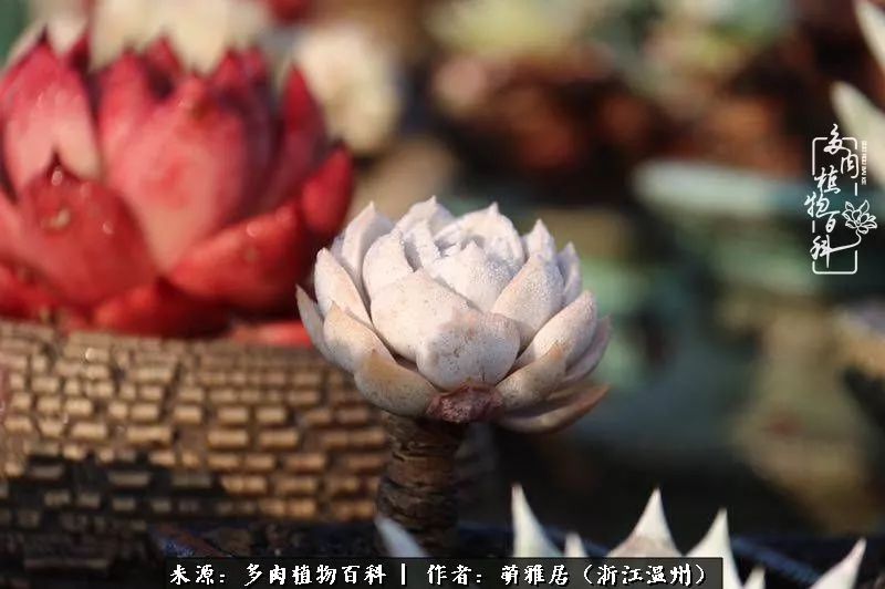 多肉最美的季节已来到,多肉最美的季节来临