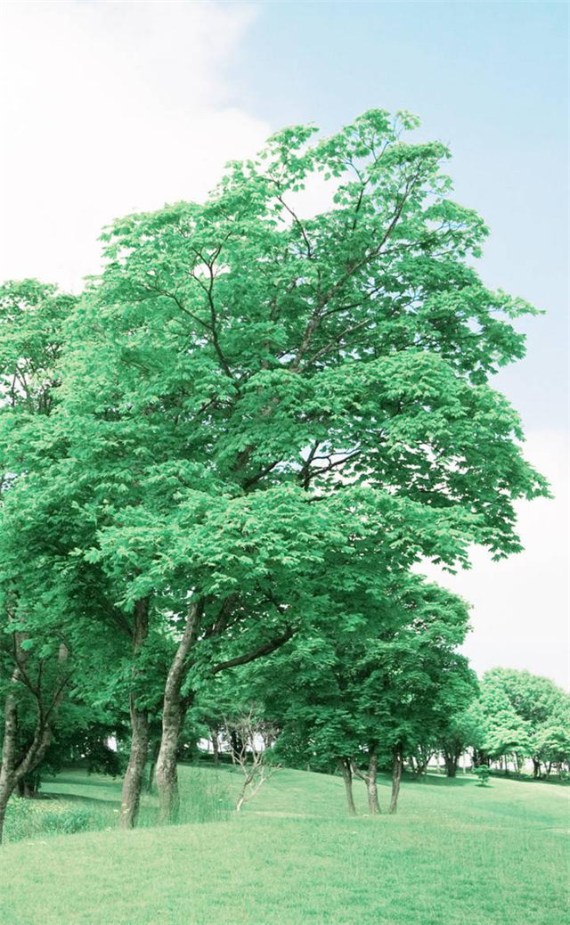 缓解眼睛疲劳动态图壁纸,好看的手机壁纸护眼高清图文