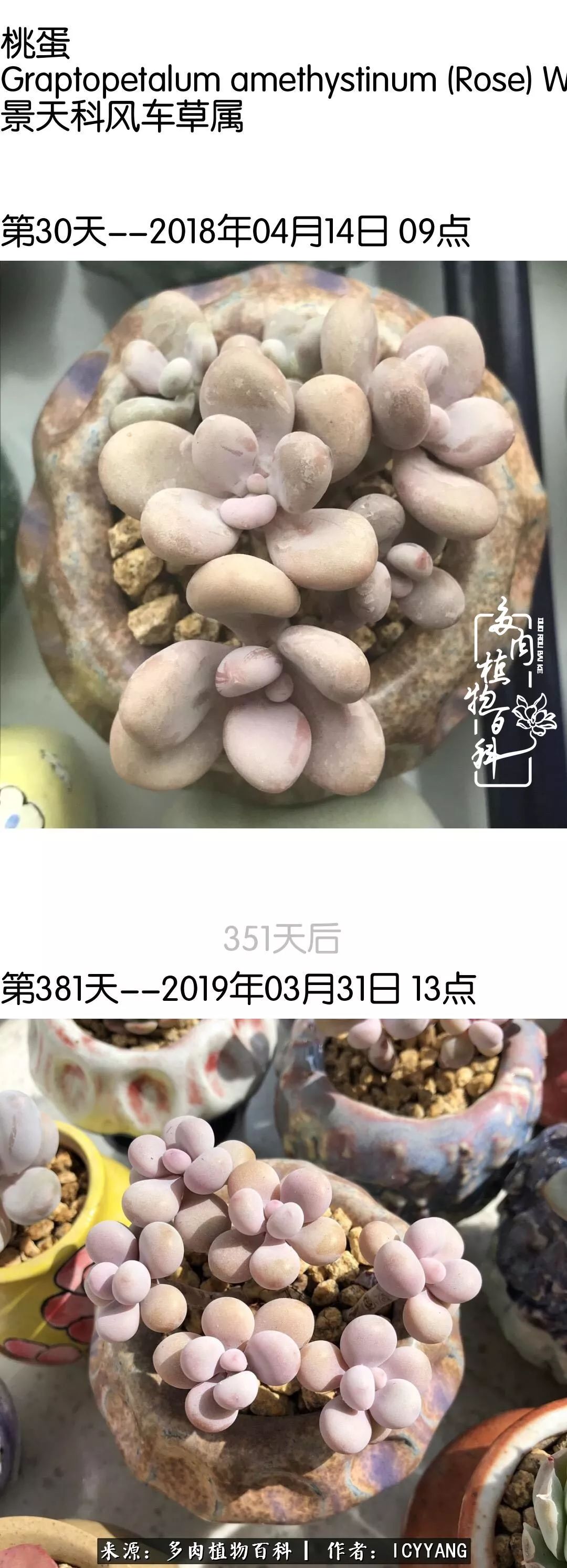 室内阳台多肉的养护方法,景天多肉养护