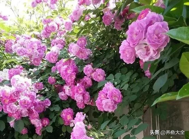 花卉盆栽的造型和修剪技术,盆栽花卉修剪方法