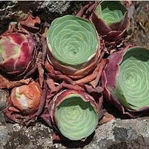 介绍多肉生长特点,多肉植物科普讲解图片视频