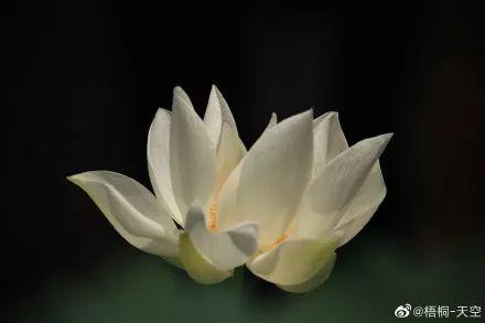 广州有荷花的地方,广州周边的荷花景点推荐