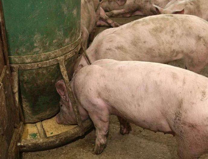 养殖兽药购买技巧和方法,在网上购买低价兽药靠不靠谱