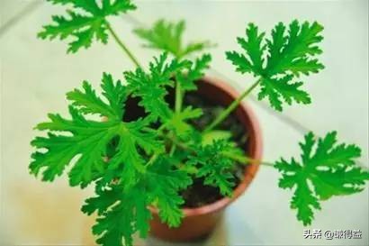 驱蚊液五花八门该怎么选,驱蚊植物最好是哪种